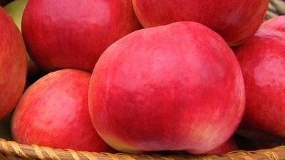 Яблуня сорту Жигулівське   врожайність і стійкість до парші