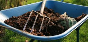 Посадка і підживлення ожини навесні – секрет високого врожаю + Відео