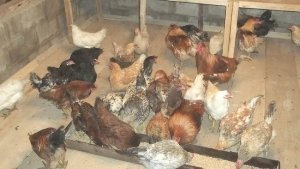 Як правильно побудувати теплий домашній курник своїми руками?