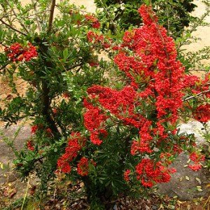 Вюнкі рослини для альтанки – які вибрати для прикраси? + відео