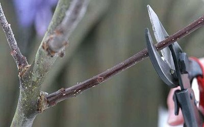 Килимове   сорт карликової яблуні з масою переваг
