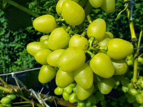 Виноград Надія Aksajska?: опис сорту, фото, як боротися зі шкідниками?