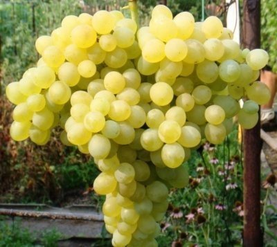 Виноград Кишмиш 342: опис, вирощування та фото сорту