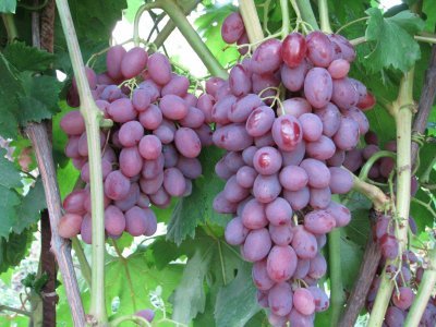 Виноград Румба: опис сорту, догляд, посадка і фото