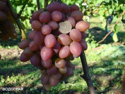 Виноград Водограй: опис сорту, фото, шкідники та детальна характеристика