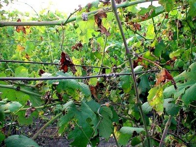 Виноград Захват ідеальний: опис сорту, догляд, фото та детальна характеристика