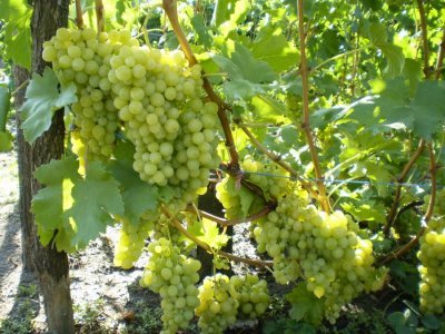 Виноград Королева винограду (Виноградників): опис, фото й характеристики сорту