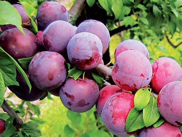 Слива Червона куля: опис універсального сорту, докладні характеристики і фото