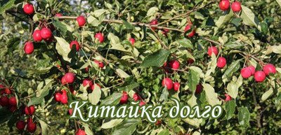 Китайка Довго: зимостійкий і високо стійкий до парші сорт