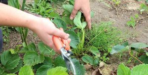 Догляд за полуницею навесні – важливі правила і підготовка до зими + відео Догляд за полуницею навесні – важливі правила і підготовка до зими + відео