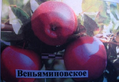 Яблуня Веньяминовское володіє високою стійкістю до парші