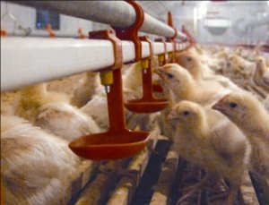 Правильне напування курей   запорука здоровя кожної особини