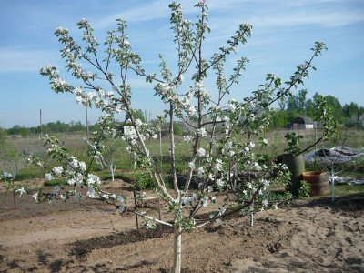 Антонівка десертна   посадка, догляд та боротьба з шкідниками