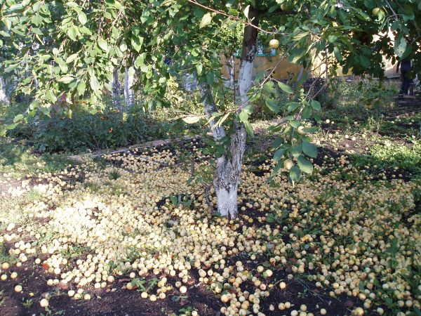 Ми розповімо вам все про яблунях сорти Уральське наливне!