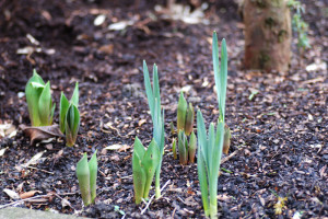 Можна садити нарциси навесні – секрет весняної розсади + Відео Можна садити нарциси навесні – секрет весняної розсади + Відео