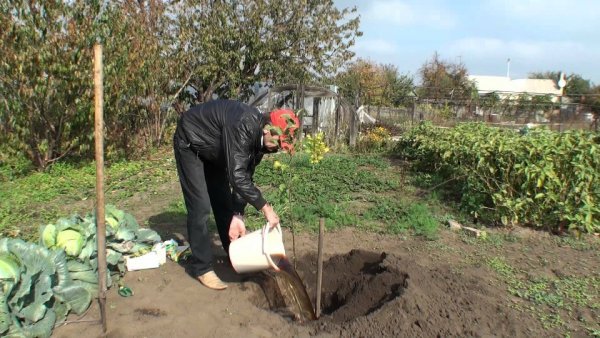 Слива Болховчанка: опис самобеслодного, пізнього сорту і фото