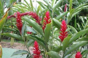 Імбир – вирощування у відкритому грунті для всієї родини + відео Імбир – вирощування у відкритому грунті для всієї родини + відео