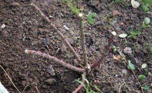 Вюнка роза: посадка і догляд – важливість проведення робіт + відео