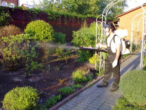 Обприскування саду ранньою весною – чим обробляти рослини? + відео