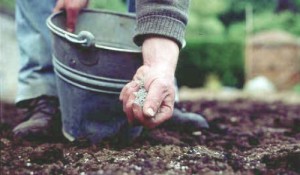 Як посадити газон своїми руками – вибір насіння і їх висадка + відео