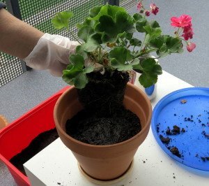 Посадка квітів у горщики – секрети і поради спеціалістів + Відео