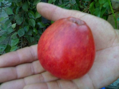 Яблуня сорту Квінта: чим хороша, як садити, які особливості?