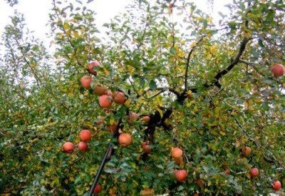 Яблуня Орлинка: докладний опис сорту, характеристики з фото
