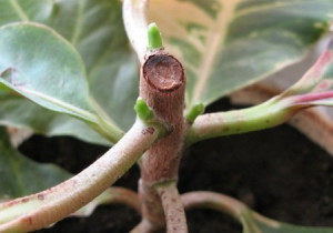 Квітка кратон – догляд для нормального розвитку і росту квітки + відео