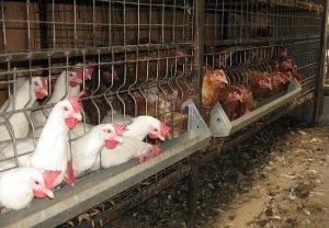 Кліткове утримання курей несучок: секрети та поради