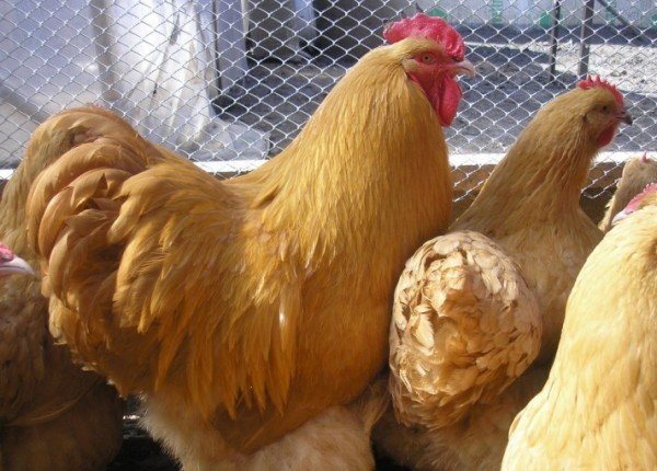 Курки породи Орпінгтон: висока якість мяса ховається під приємним зовнішнім виглядом