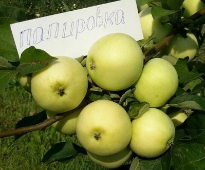 Папіровка   раннєлітній і високоврожайний сорт яблуні