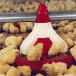 Вирощування курчат бройлерів: секрети вигідного бізнесу