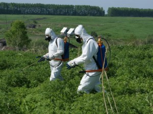 Методи боротьби з бурянами – який найбільш результативним? + відео