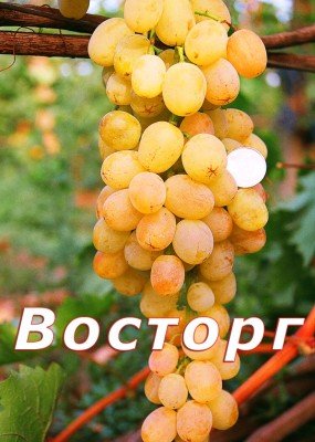 Виноград Захват: опис сорту, фото, детальна характеристика і шкідники