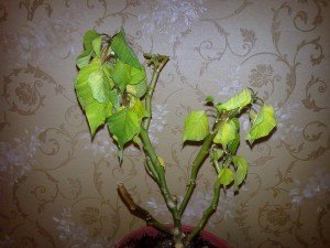 Догляд за квіткою Різдвяна зірка. Пересадка рослини + Відео