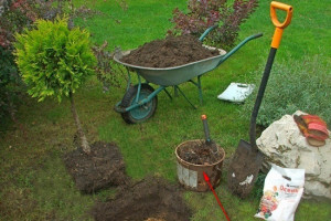 Посадка туї навесні – вчимося садити і пересаджувати туї + Відео