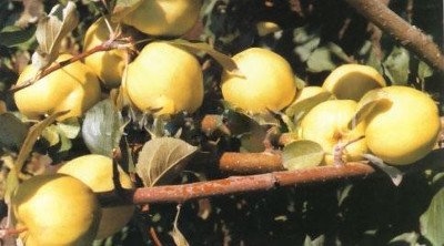 Карликова яблуня Братчуд   родич Чудернацького