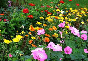 Садові квіти, що цвітуть усе літо – однолітні і багаторічні + відео