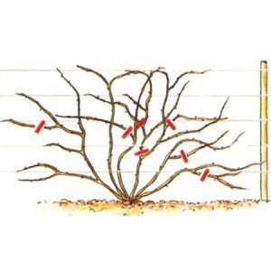 Вюнка роза: посадка і догляд – важливість проведення робіт + відео