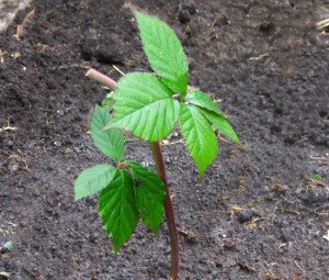 Посадка і підживлення ожини навесні – секрет високого врожаю + Відео