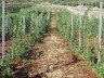 Шпалера для винограду – вчимося правильно підвязувати виноград + Відео
