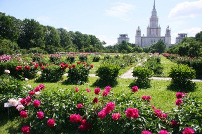 Міцний плідний сорт Витязь