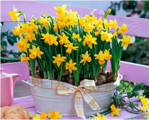 Посадка цибулинних рослин: як провести роботи по висадці? + відео