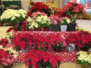 Догляд за квіткою Різдвяна зірка. Пересадка рослини + Відео