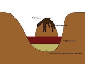 Посадка півоній навесні – можна пересаджувати їх в цей час року? + відео