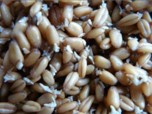 Пророщування насіння – які умови потрібно дотримуватися? + відео