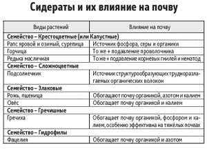 Ріпак як добриво для городу – удобрюємо без витрат і праці + Відео