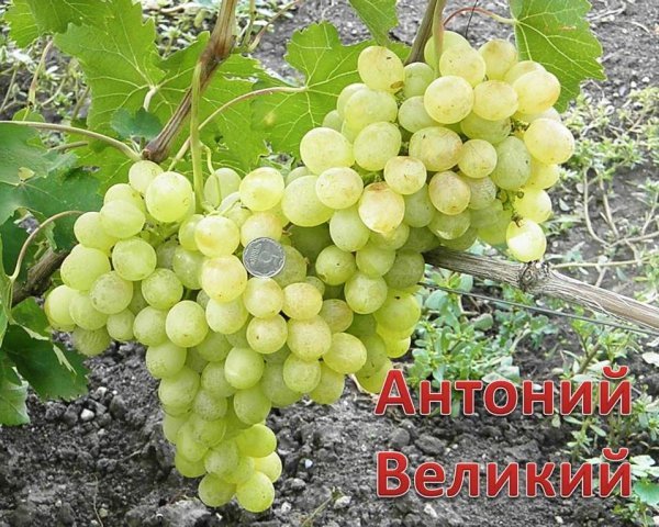 Виноград Антоній Великий: опис сорту і фото, морозостійкість і транспортабельність