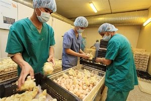 Фавус або парша птахів: стережіться! Ваші улюбленці можуть загинути!
