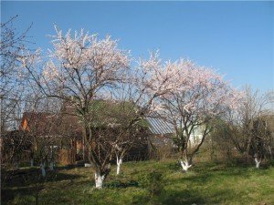 Підгодівля саду навесні: чим підгодовувати рослини? + відео